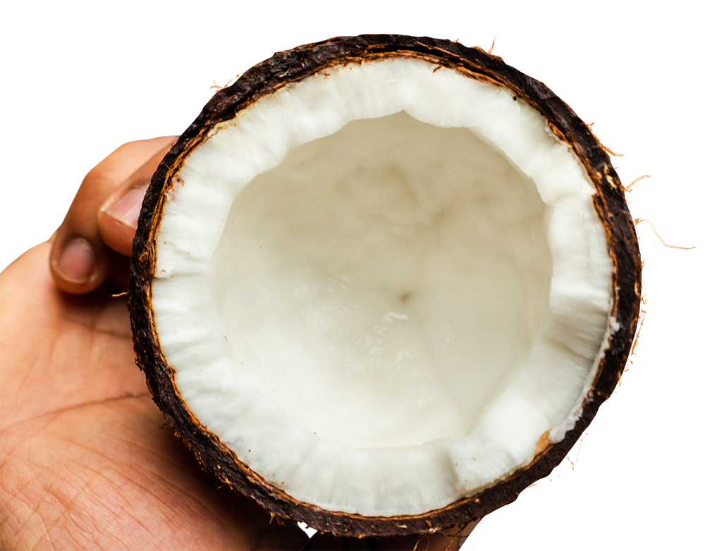 Coconut slice, Coconut slice png, Coconut slice png image, Coconut slice transparent png image, Coconut slice png full hd images download